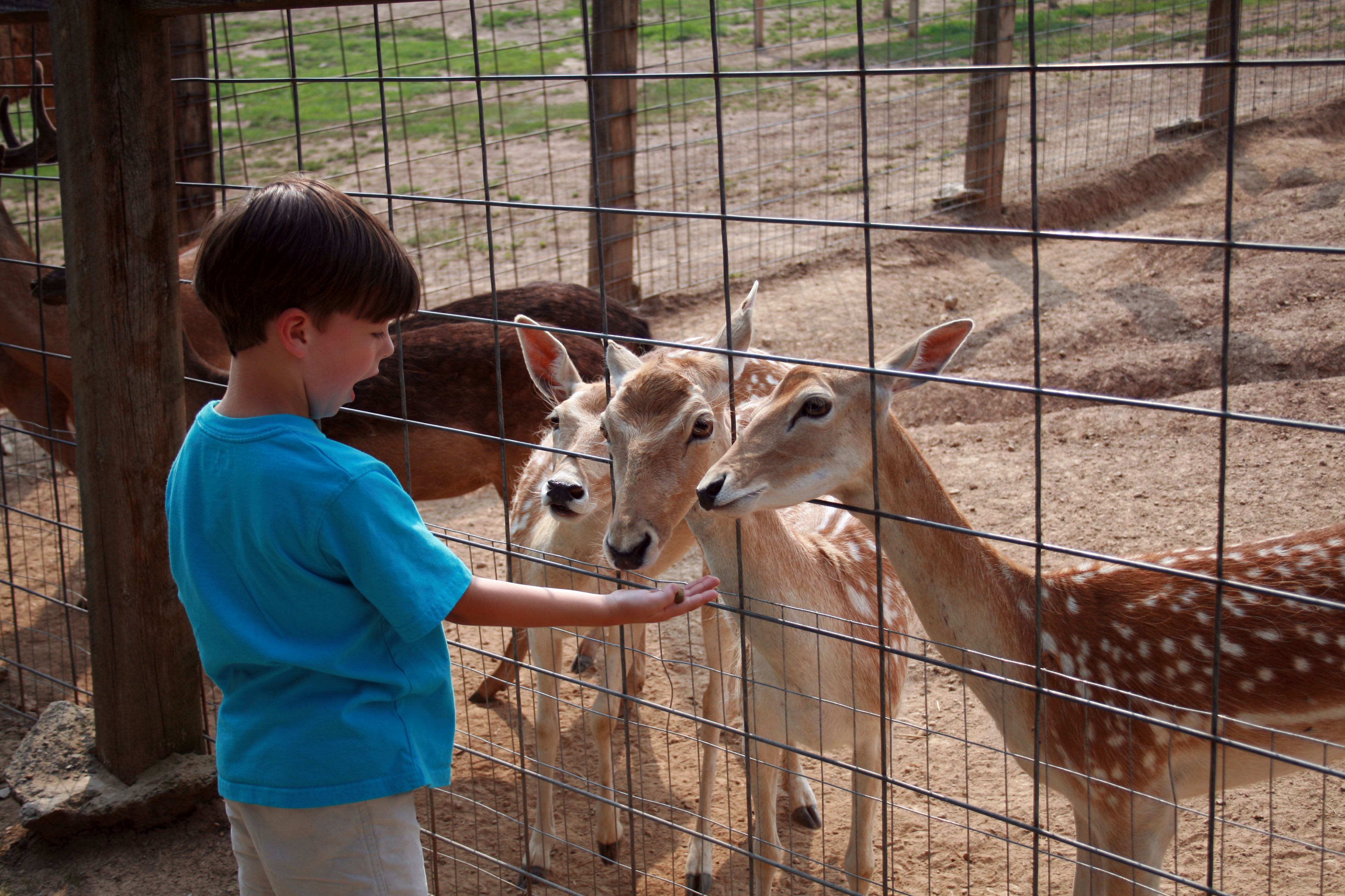 ALL YOU NEED TO KNOW ABOUT THE LITTLE PONDEROSA ZOO IN CLINTON TN |  Clinton, Norris, Oak Ridge | Visit Anderson County TN | Anderson County