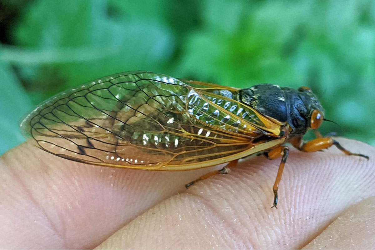 The Cicadas are Returning Virtual Program