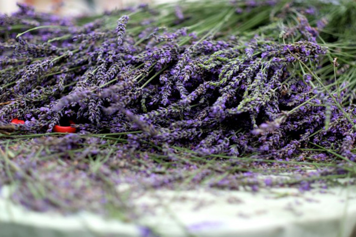 Lavender Festival