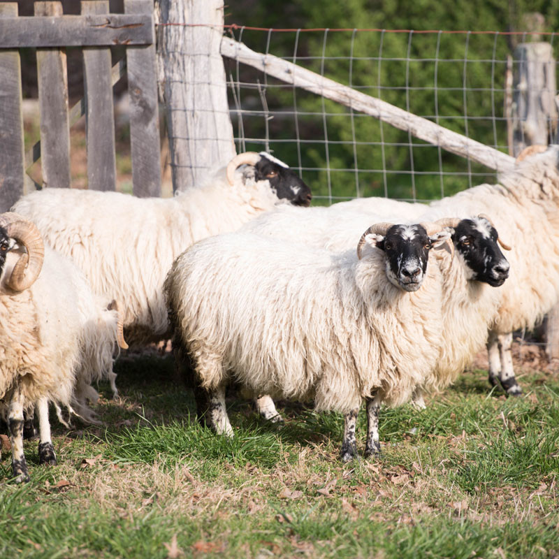 Sheep Shearing Day